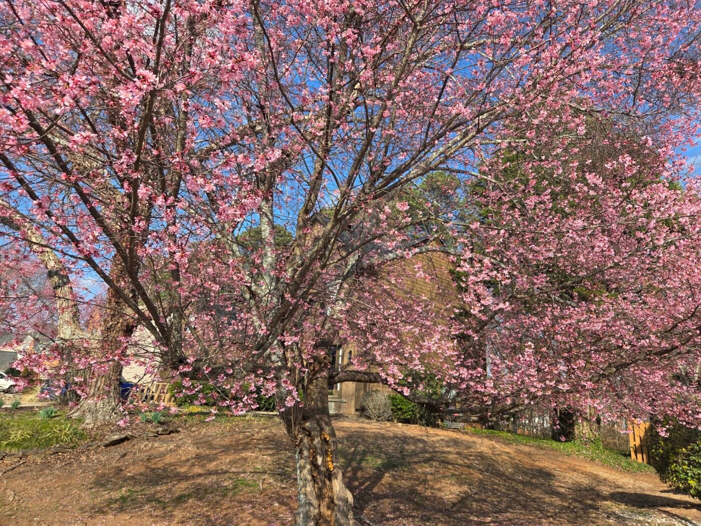 What’s Blooming in North Atlanta Right Now: A Guide to Early Spring Color