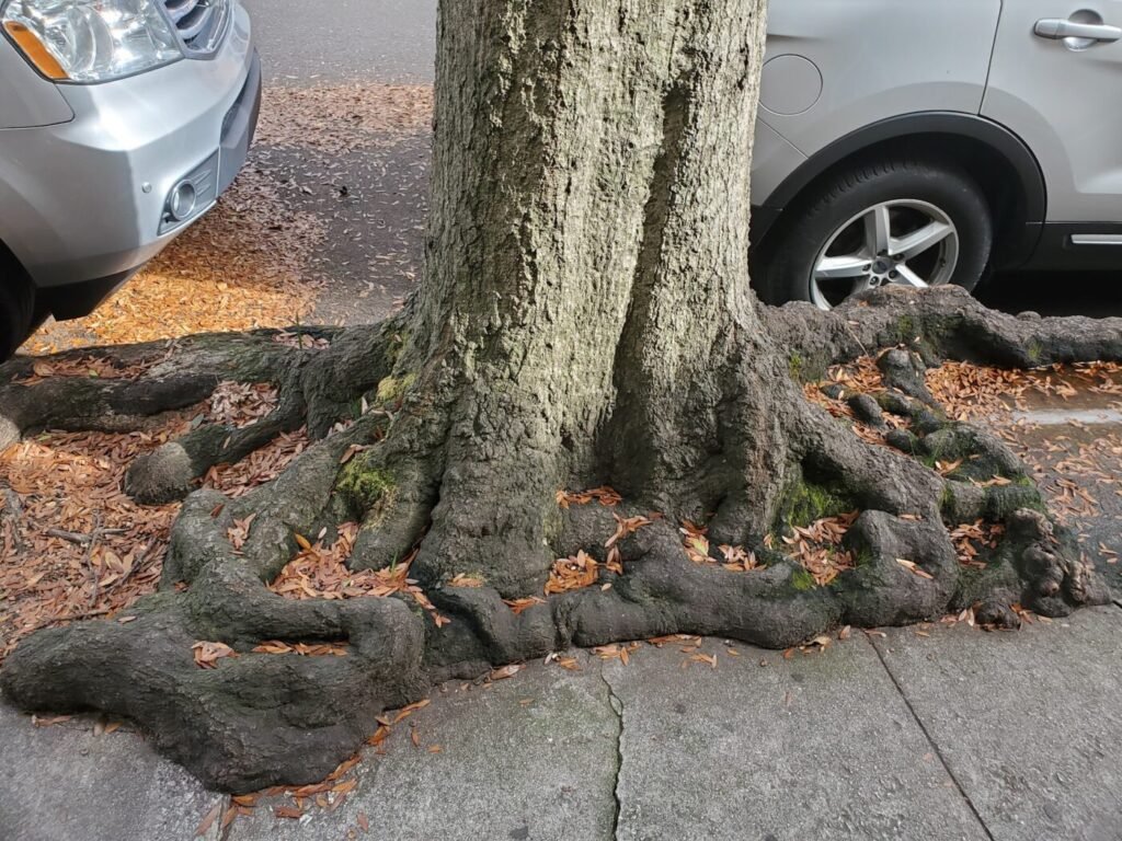 Charleston tree