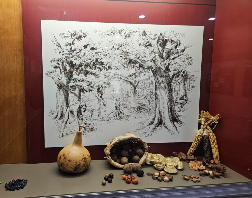 Museum exhibit showing Native American food gathering in prehistoric North Georgia, with illustration of foraging and displays of gourds, nuts, corn, and seeds used by early indigenous communities.