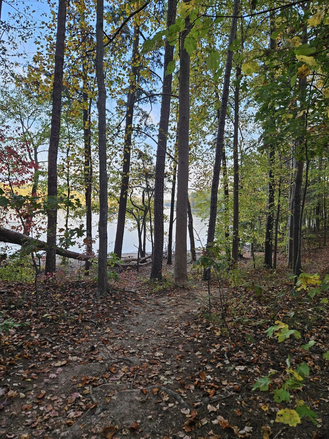 How Old Are the Oldest Trees Around North Atlanta?