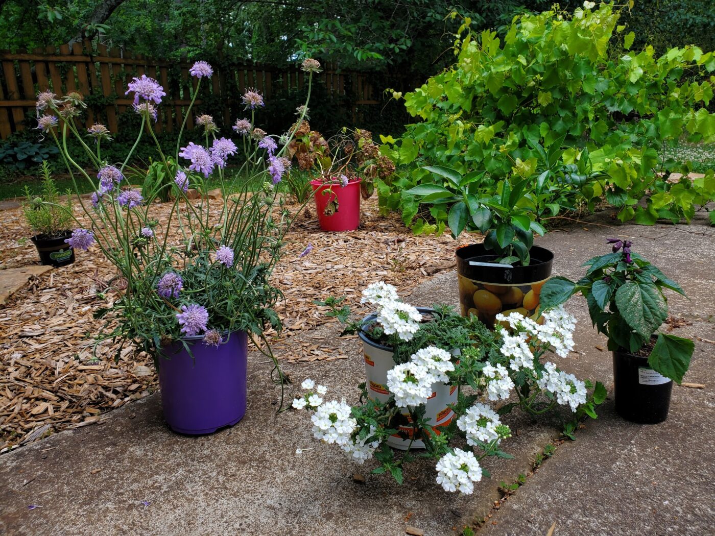 What to Plant in April: A Backyard Guide for North Atlanta