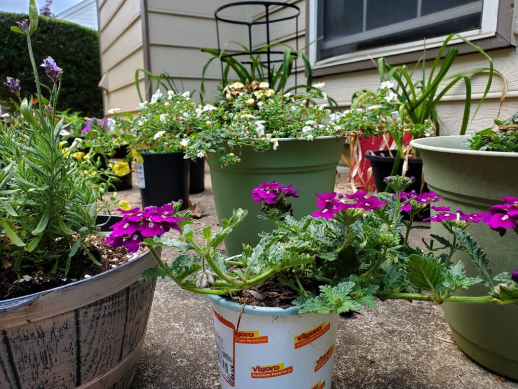 gardening in north atlanta in april and may