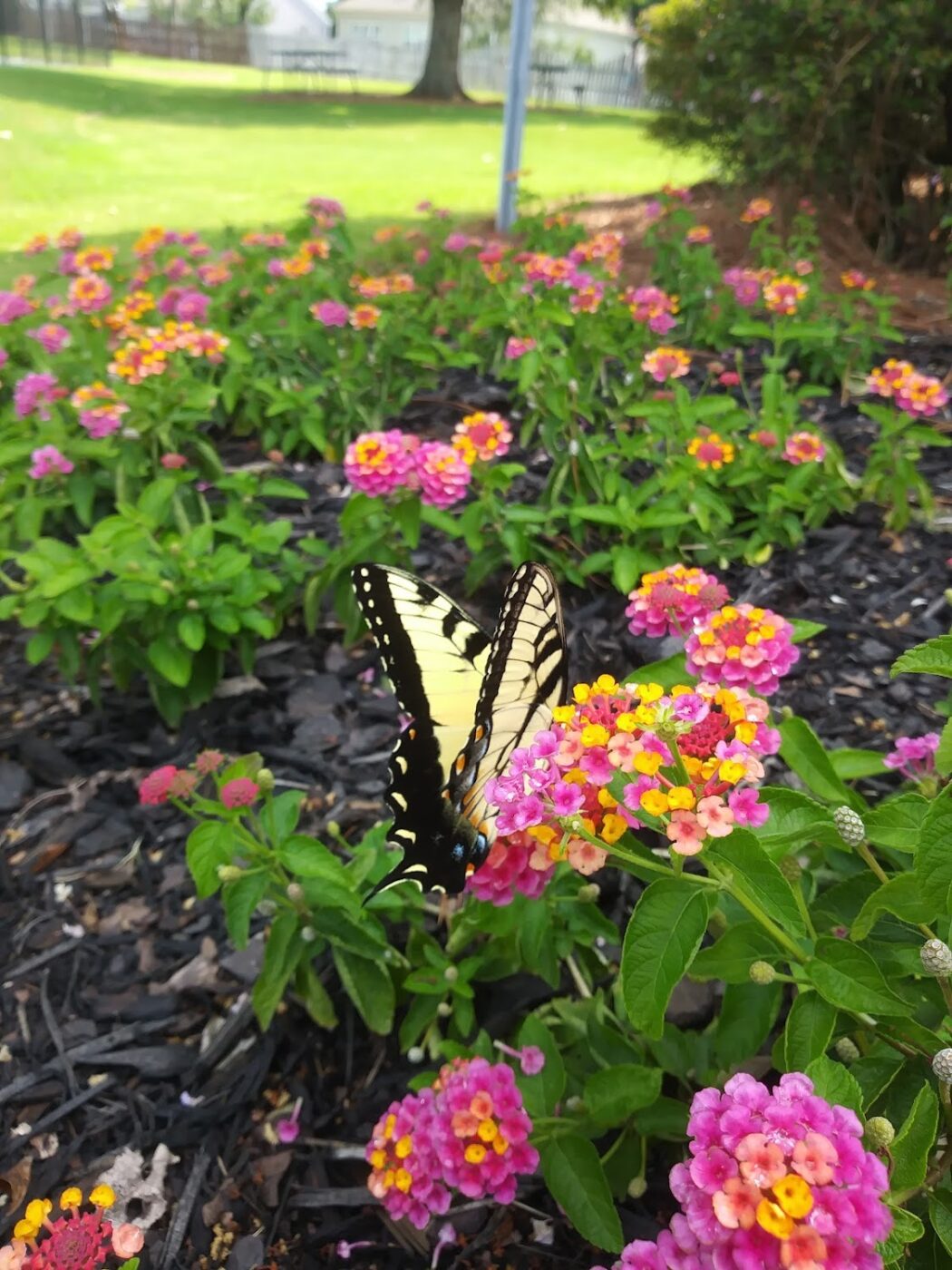 From Monarchs to Hawks: Animals That Migrate Over North Atlanta