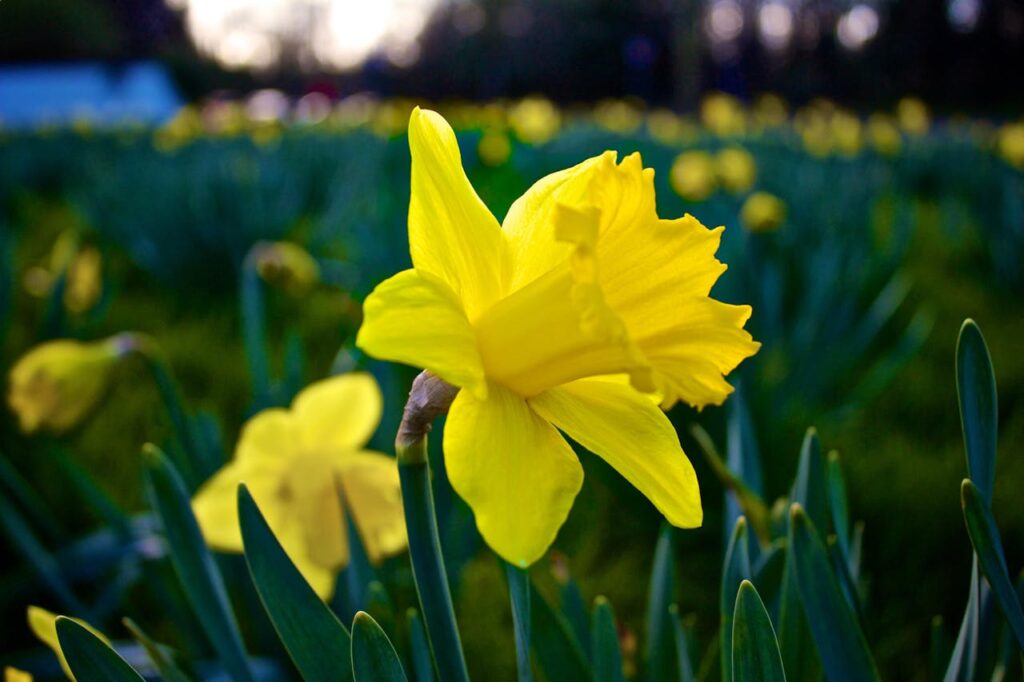 Lots happening this weekend—Daffodil Days, live music, and spring events across Johns Creek, Duluth, and more.