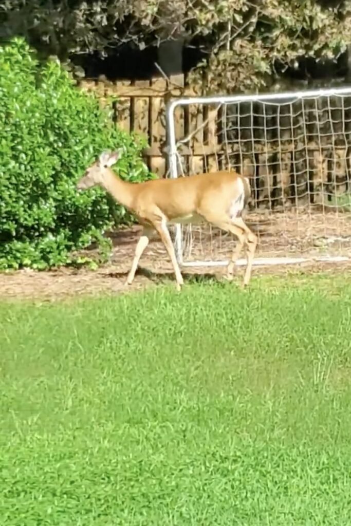 Deer in Cumming, Georgia, coming to visit
