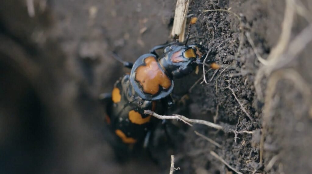 American Burying Beetle