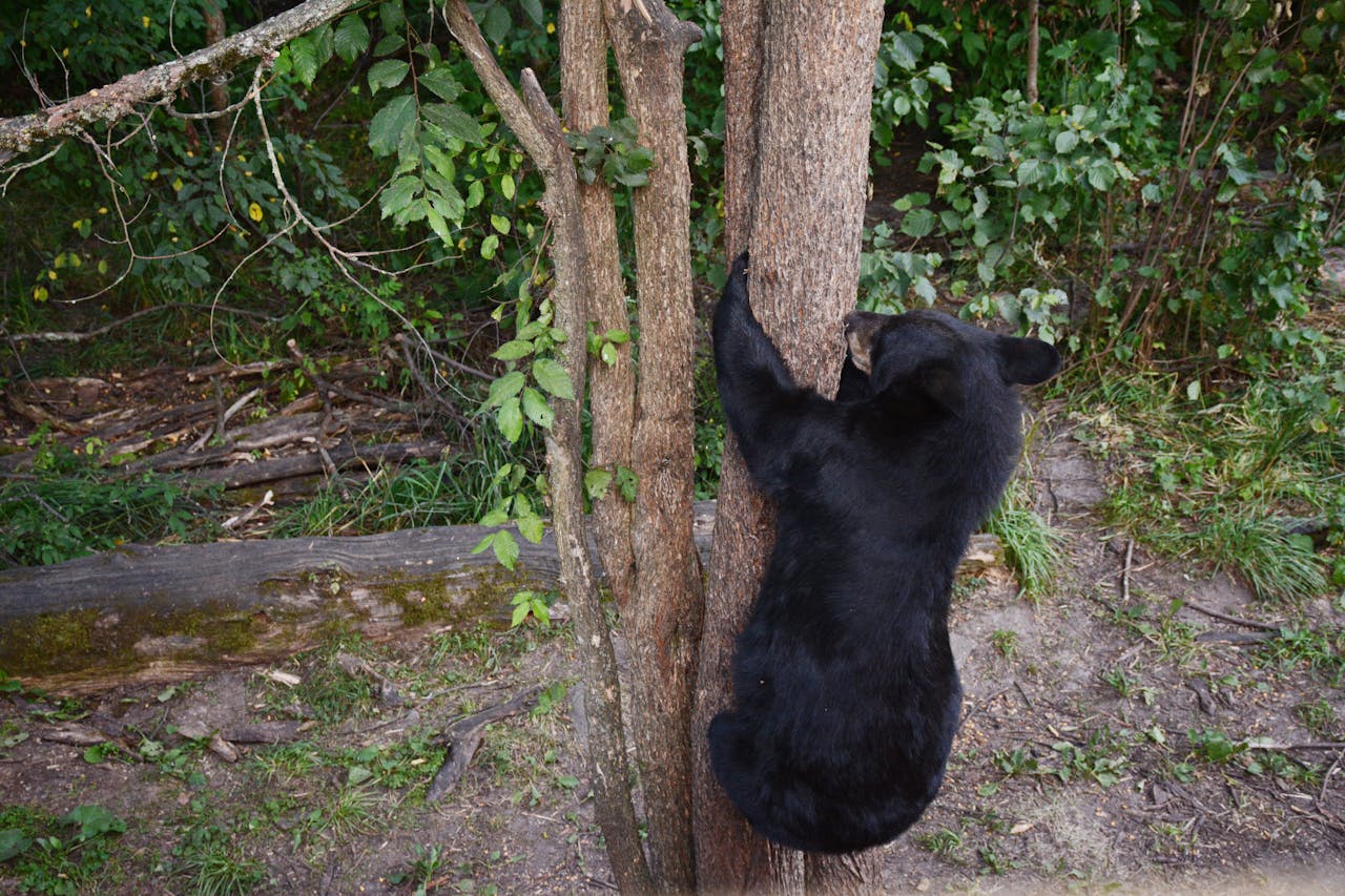 Bear Reported Near Alpharetta Elementary School Area, Police Ask Residents to Stay Alert