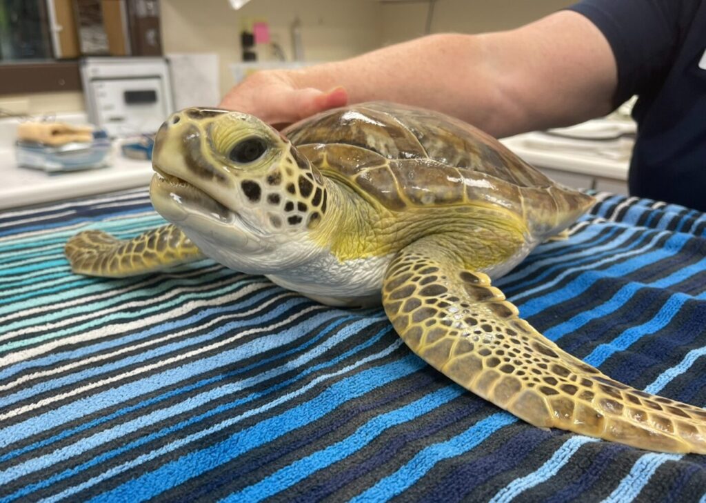 A sea turtle rests on a striped towel during care at the Georgia Sea Turtle Center, with a staff member nearby in a clinical treatment room.