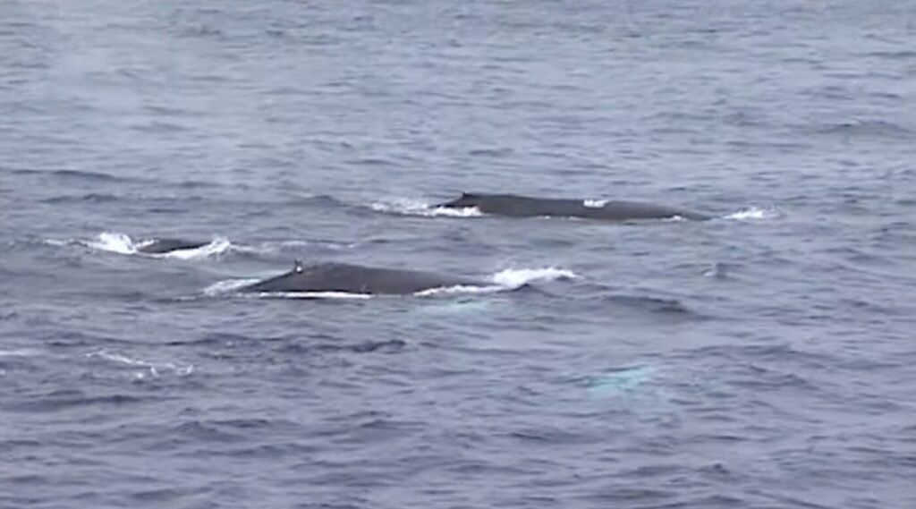 North Atlantic right whales