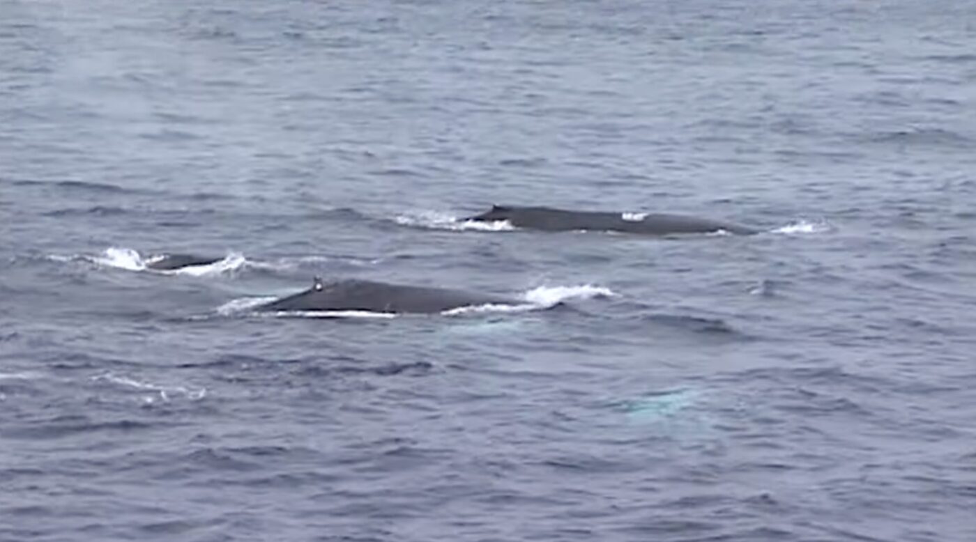 The Georgia Coast North Atlanta Families Love Is Also a Nursery for One of Earth’s Rarest Whales