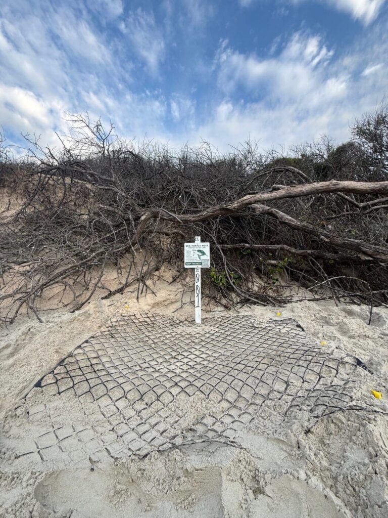 A protected sea turtle nest is marked with a sign and covered with mesh on a sandy Georgia beach near coastal dunes and driftwood.