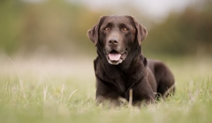 Alpharetta Veterinary Specialty & Emergency business photo