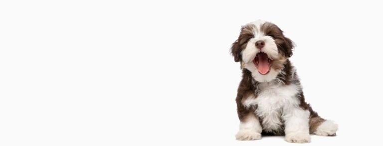 Johns Creek Veterinary Clinic business photo