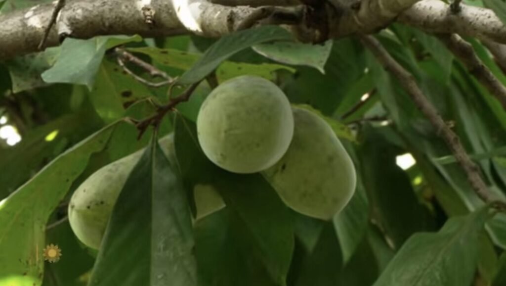 pawpaw fruit