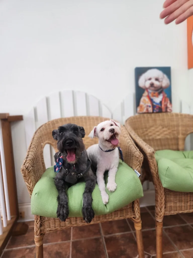 Pet's Top Grooming & Boarding business photo