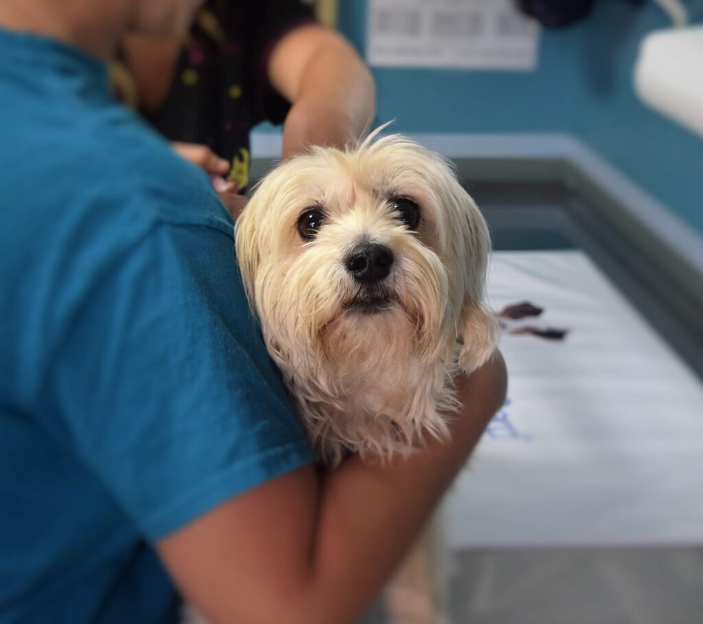 veterinarian place