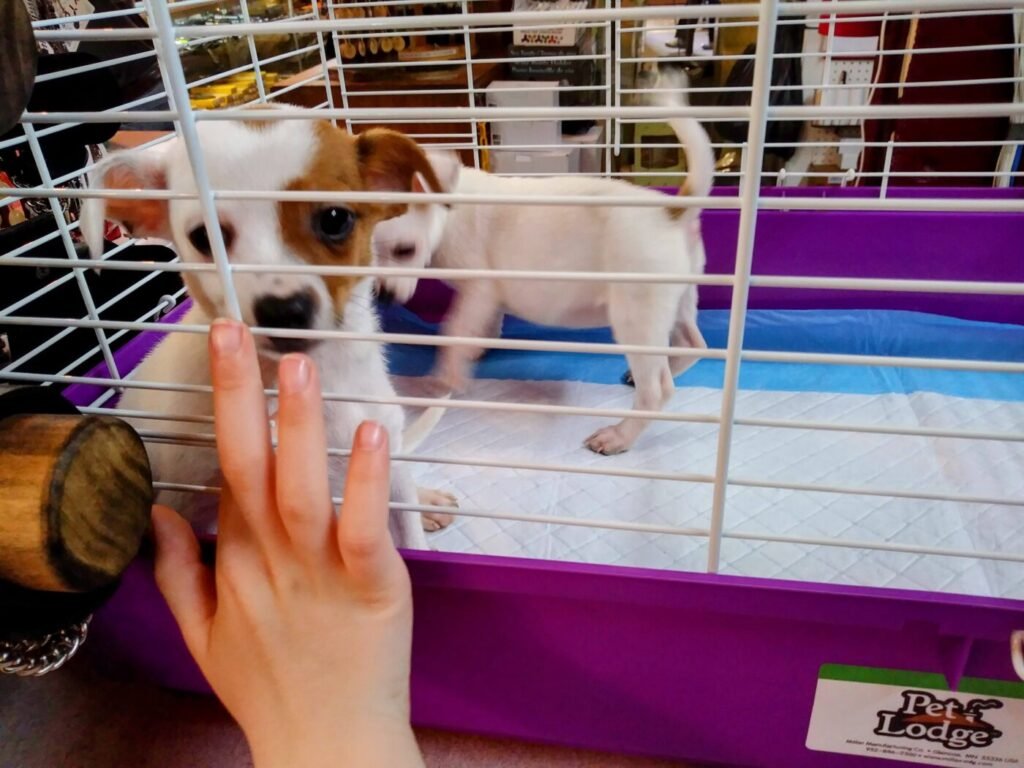Pet adoption in North Atlanta