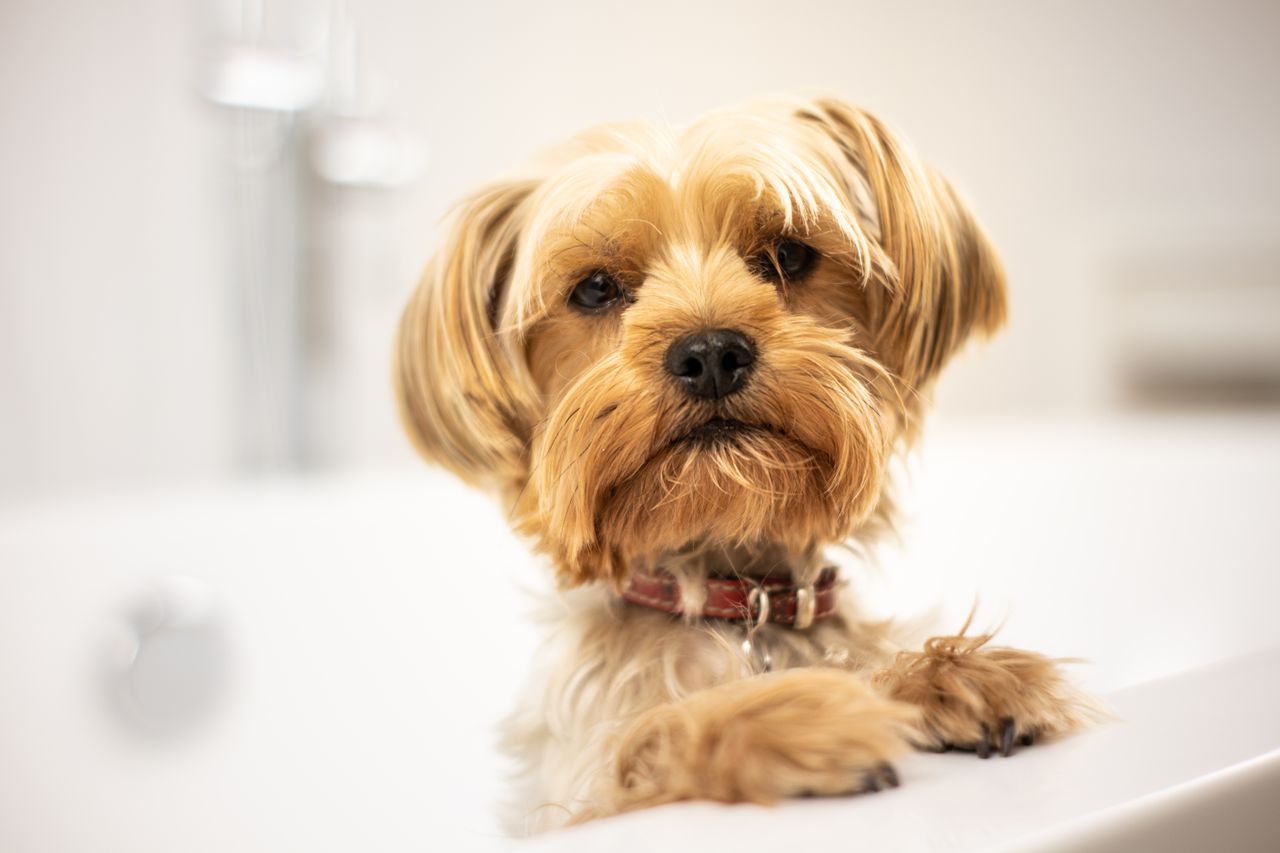North Atlanta Pet Owners Find More Local Options for Care, Walks and Boarding