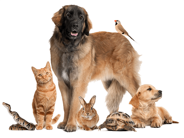 Lezlie's Pet Sitting & Dog Walking business photo