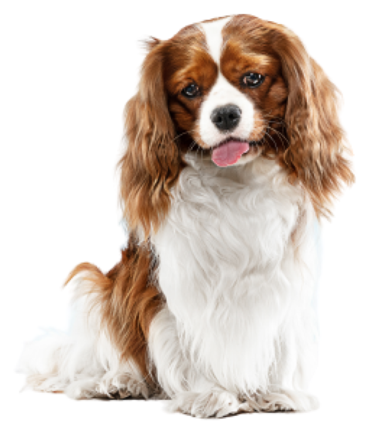 Poof N Woof business photo