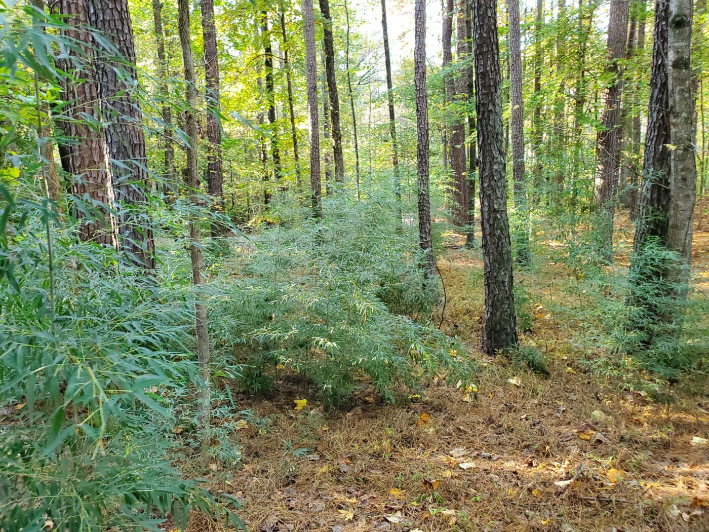 Forested land can carry values that extend far beyond pulpwood prices. Sunlight filtering through trees near a fenced playground in the woods