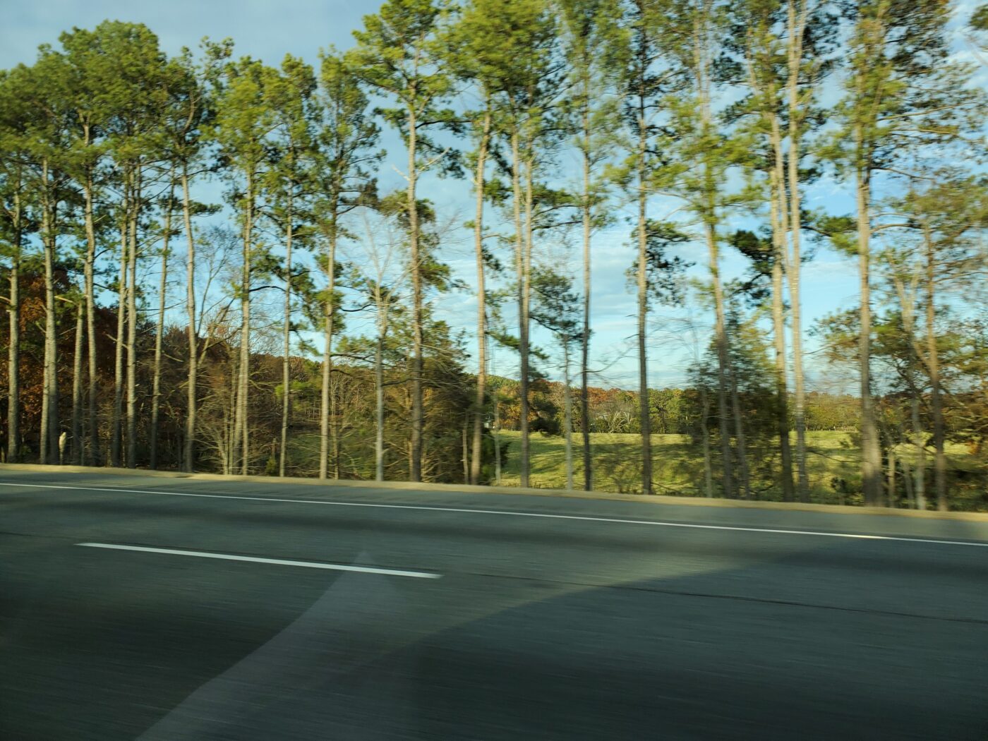 Southern forests continue to grow even as mills close and demand shifts. A stand of tall pine trees beside a roadway seen from a moving vehicle