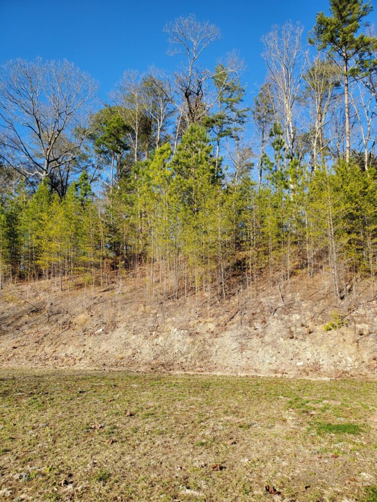 Young pines grow on a hillside as landowners weigh whether to plant again or choose another use. A hillside with young pine saplings and taller trees under a clear blue sky