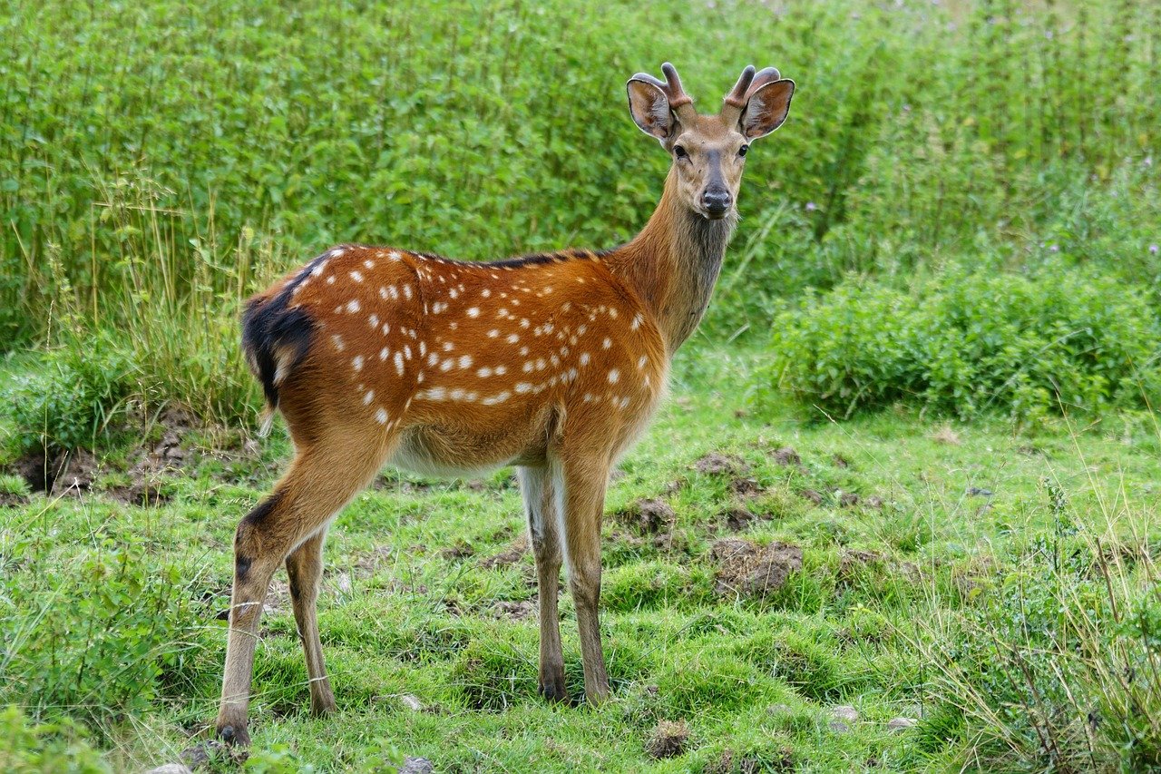 Peachtree Corners Moves From Deer Study to Controlled Removal