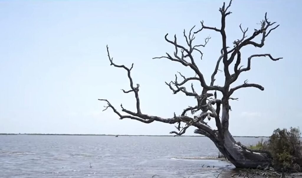 A leafless tree leans over a wide body of water beside a muddy shoreline