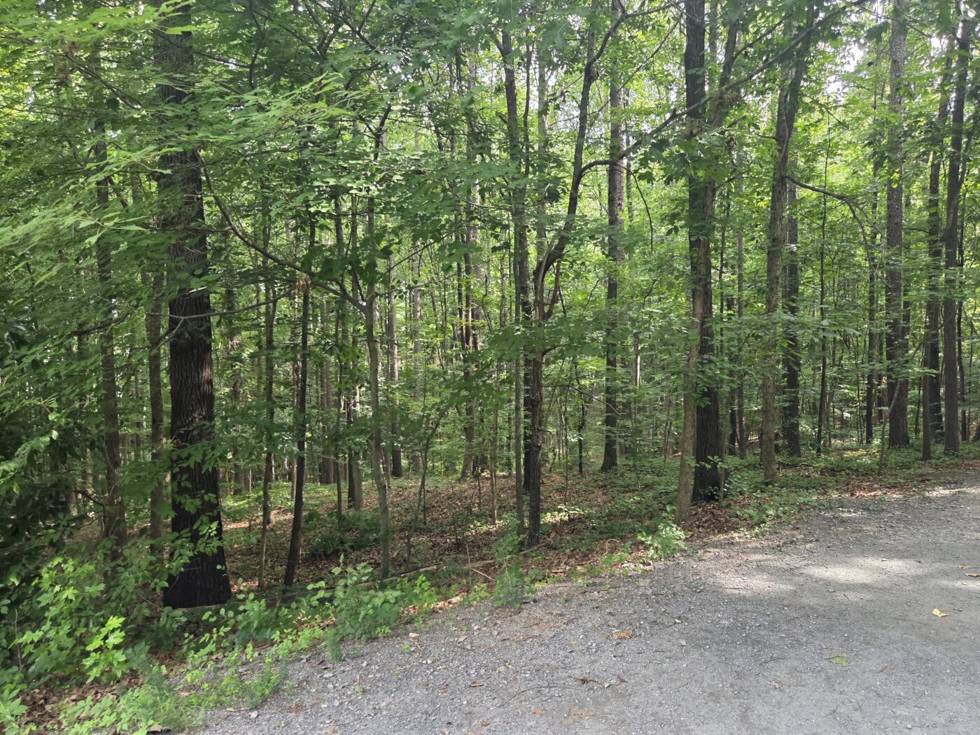 A dense stand of trees grows beside a trail, reflecting the long horizon of pine management. A wooded trail with a dense stand of mixed trees beside a gravel edge