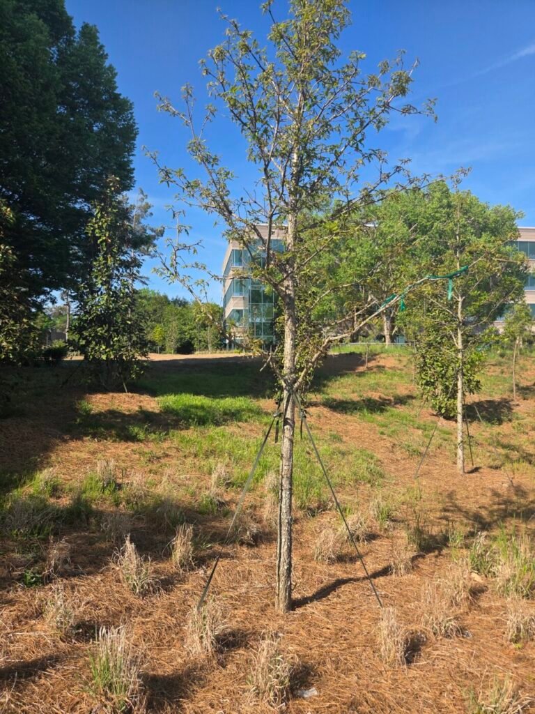 Young staked tree in a landscaped slope with office buildings behind it