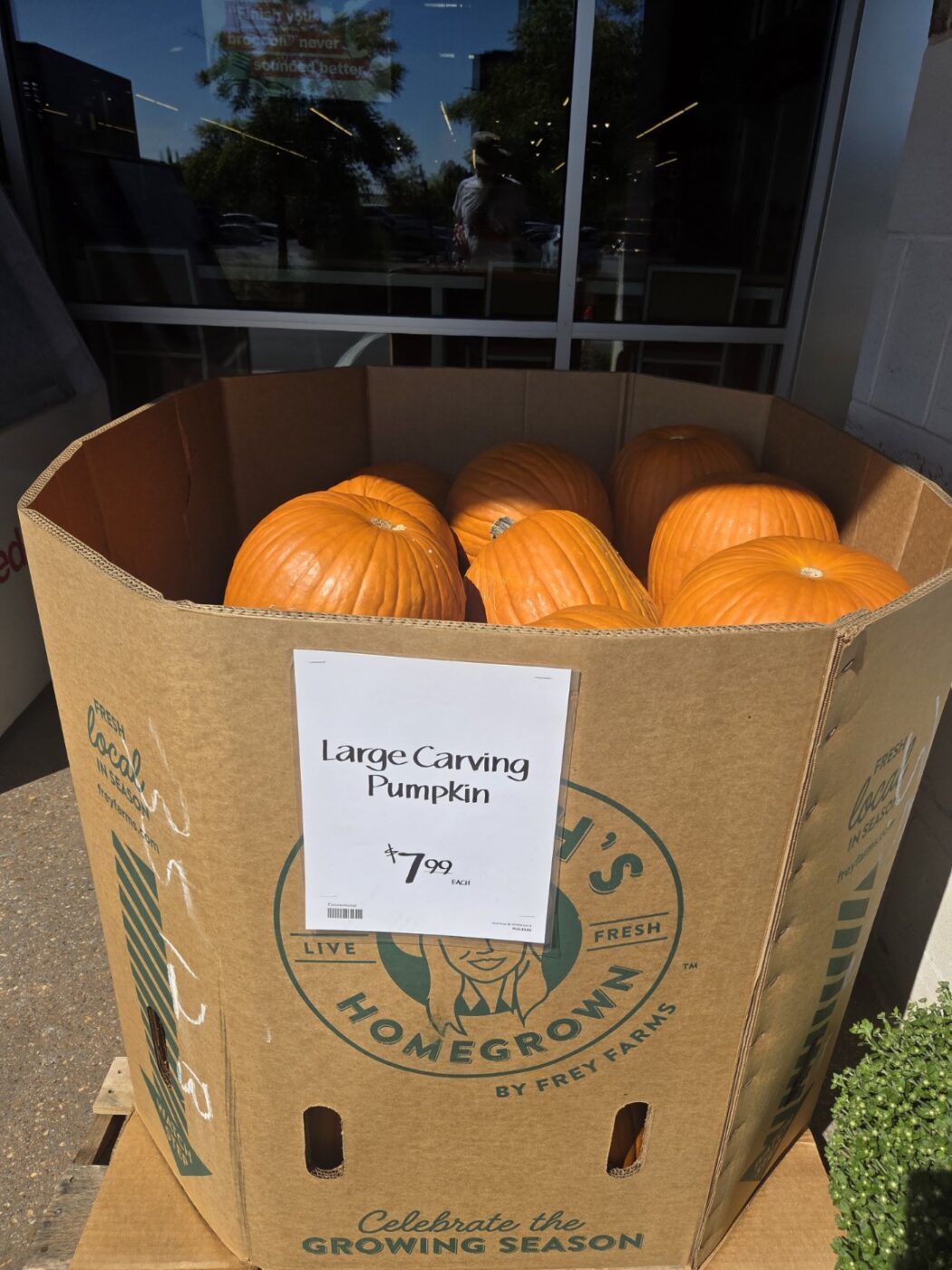 Large orange carving pumpkins in a cardboard bin outside a store with a $7.99 price sign.