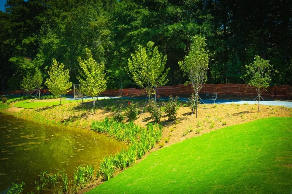 Freshly planted trees and low shrubs line the edge of a pond beside a paved walking path.