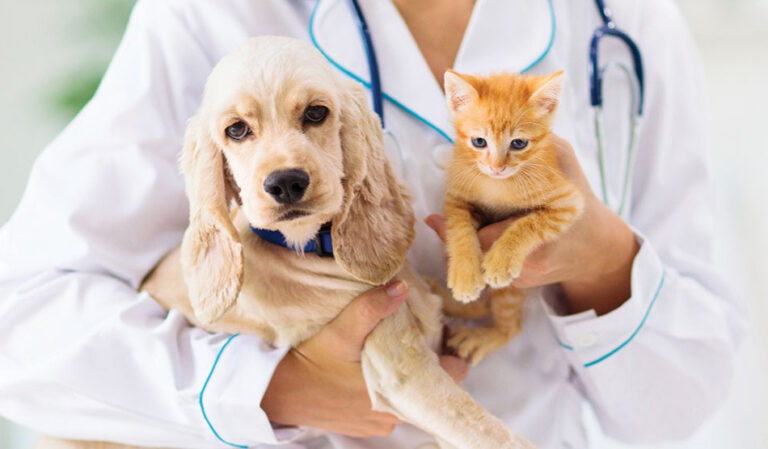 Peach Paws Animal Hospital business photo