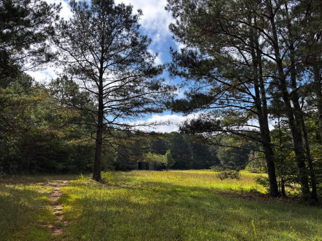 A grassy meadow with tall pine trees under a partly cloudy sky.