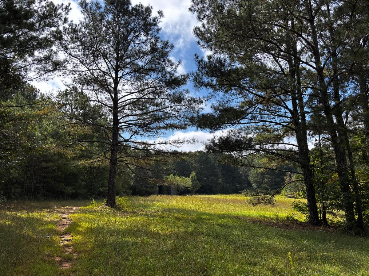 A grassy meadow with tall pine trees under a partly cloudy sky.